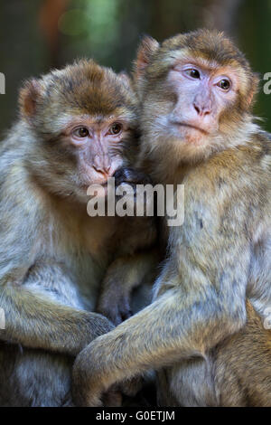 Barbery scimmie familiarità Foto Stock