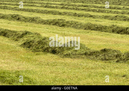 Raccolta del fieno Foto Stock