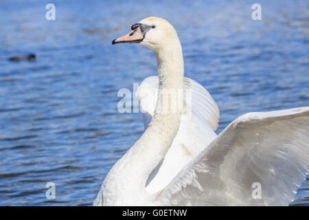 Nome scientifico Cygnus Swan stirandolo ala pur di nuoto nel Lago Serpentine ad Hyde Park Londra UK. Foto Stock