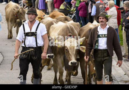 Rientro della mandria di mucche da pascolo di montagna Foto Stock