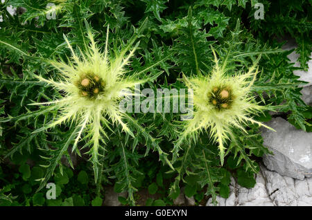 Thistle, Alpine thistle Foto Stock