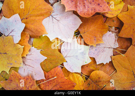 Foglie di autunno sfondo. Tulip poplar Foto Stock