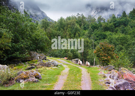 Pecore sul percorso nella foresta, Norvegia e Scandinavia Foto Stock