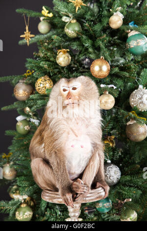 Scimmietta e il nuovo anno di albero Foto Stock