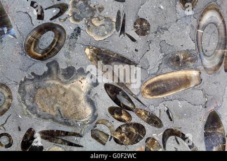 Una superficie lucidata di belemnite fossili del Giurassico Inferiore della Germania meridionale. Foto Stock