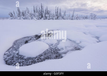 Wintery paesaggio di palude, Lapponia, Svezia Foto Stock