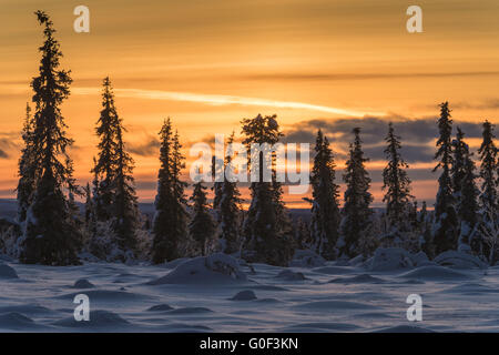 Wintery paesaggio di palude, Lapponia, Svezia Foto Stock