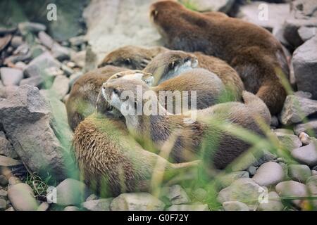 Lontra di fiume cubs durante il riposo - Lutra lutra Foto Stock