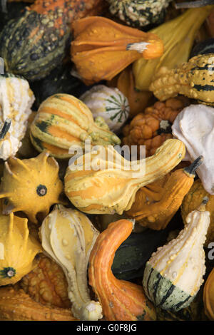 Zucca Foto Stock