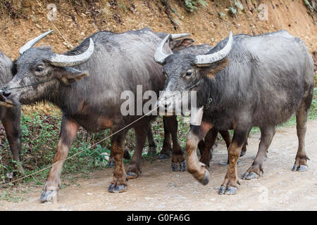 Domestico di acqua asiatici di bufala Foto Stock
