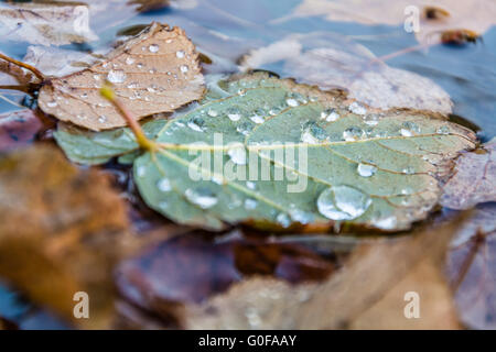 Autunno piovoso giorni Foto Stock