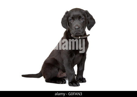 Il Labrador nero cucciolo Foto Stock