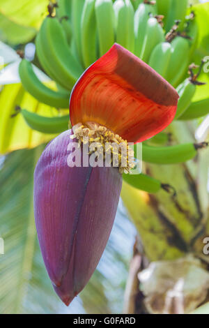 Fiore del banano Foto Stock