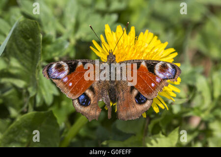 Farfalla pavone (Inachis io) Foto Stock