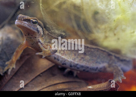 Newt liscia la femmina posto le uova sotto la pianta acquatica foglie Foto Stock