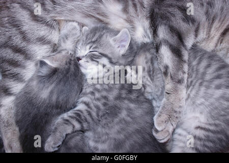 Dormendo e abbracciando i cuccioli di Scottish dritto Foto Stock