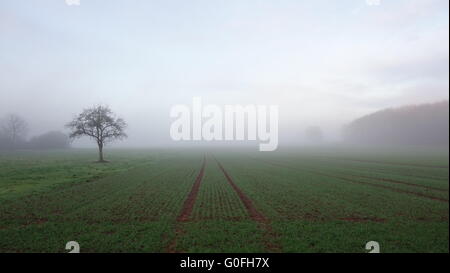 Una vasta misty, campo verde con un albero e gruppi di alberi ai lati. Foto Stock