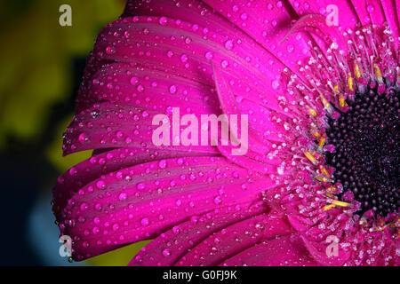 Fresco umido fiore di gerbera close-up a molla. Grande come sfondo o il biglietto di auguri per il giorno di San Valentino Foto Stock