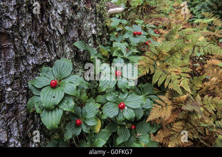 La nana canadese il Corniolo le drupe sono di colore rosso brillante Foto Stock