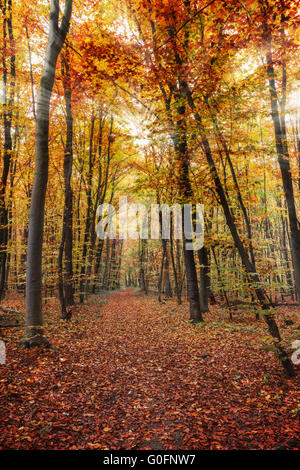 Foresta di autunno Foto Stock