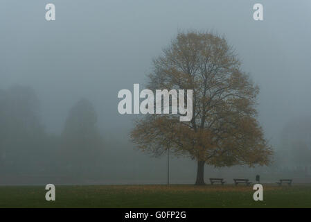 Nebbia fitta Foto Stock