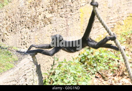 Giovanissimo colombiano Black Spider con testa di scimmia (Ateles fusciceps) appesi per la sua coda prensile, oscillanti su una fune Foto Stock