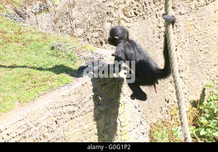 Giovanissimo colombiano Black Spider con testa di scimmia (Ateles fusciceps) appesi per la sua coda prensile, oscillanti su una fune Foto Stock