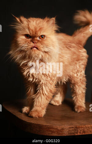 Gatto persiano Foto Stock