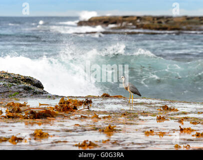 Di fronte bianco-Heron (Egretta novaehollandiae), Nord di Sydney, Nuovo Galles del Sud, Australia Foto Stock