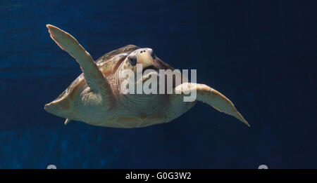 I capretti per tartarughe marine, Caretta caretta Foto Stock