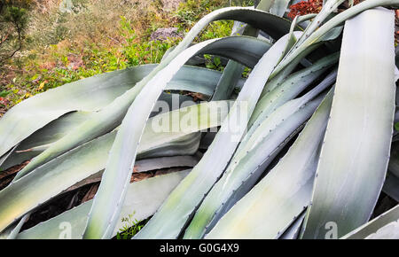 Mighty foglie di Agave Foto Stock