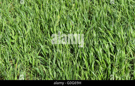 Campo di giovani orzo verde Foto Stock