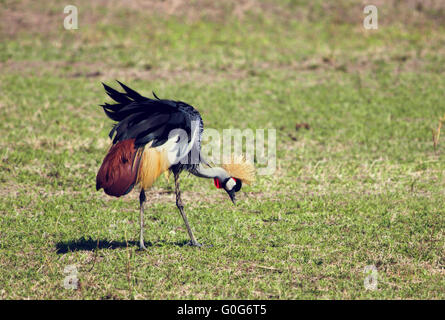 Grey Crowned Crane. L'uccello nazionale di Uganda Foto Stock