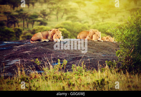 I Lions sulle rocce sulla savana al tramonto. Safari nel Serengeti, Tanzania Africa Foto Stock