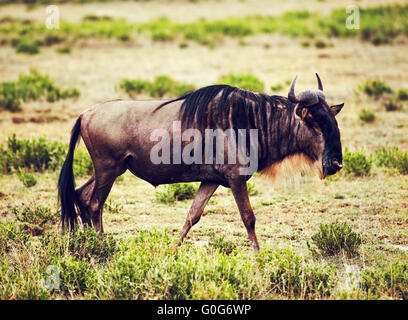 Gnu anche chiamato Gnu sulla savana africana Foto Stock