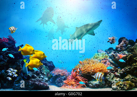 Scena sott'acqua. Coral reef, gruppi di pesci, squali nelle chiare acque dell'oceano Foto Stock