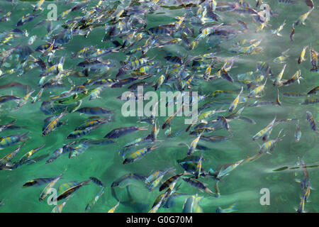 Pesci colorati nel fiordo Khor Ash Sham in Oman Foto Stock