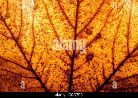 Rosso e Giallo autunno maple leaf background. Struttura naturale delle vene Foto Stock