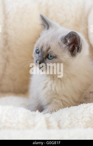 British Shorthair kitten Foto Stock