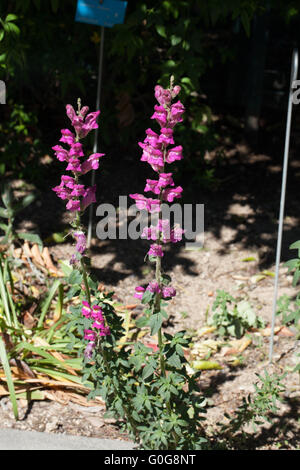 Antirrhinum majus Foto Stock