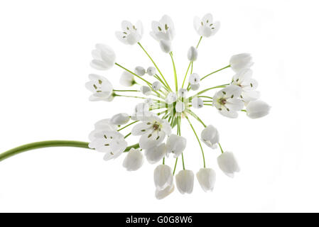 Aglio selvatico fiori isolati su sfondo bianco Foto Stock