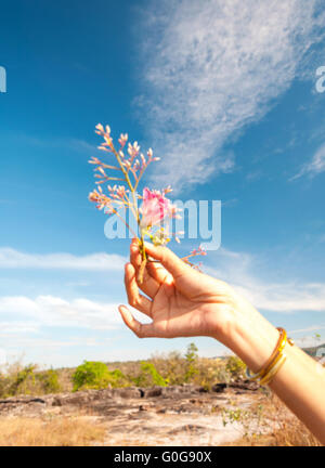 Bellezza fiori rosa in mano delle donne Foto Stock