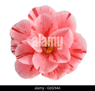 Le variegate Pink Camellia flower isolato su bianco Foto Stock