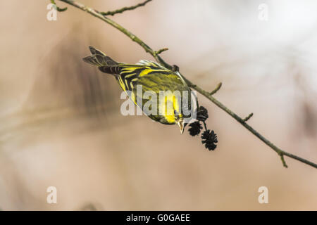 Comune (lucherino Carduelis spinus) Foto Stock