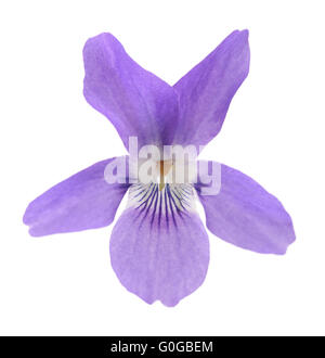 Viola Mammola, viola isolato su sfondo bianco Foto Stock