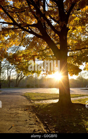 Giallo autunno albero con retro illuminazione nel parco Foto Stock