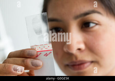 Lo scienziato forense esaminando le impronte digitali Foto Stock