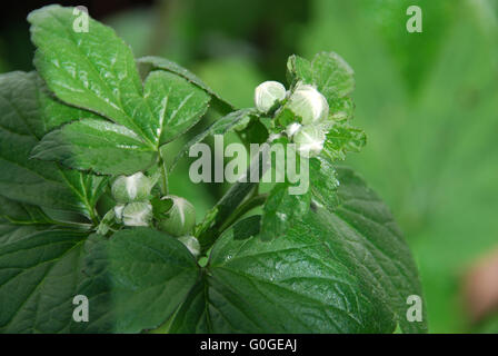 Anemone giapponese gemme Foto Stock