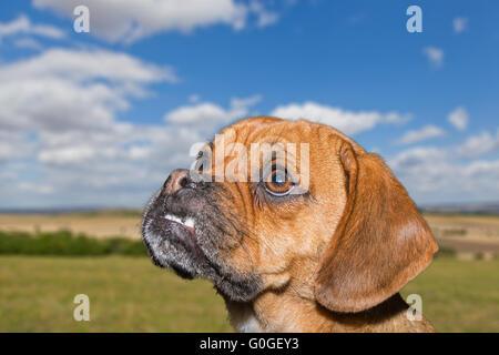 Puggle contro sfondo naturale Foto Stock