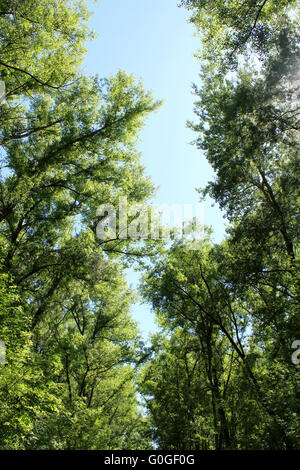 Corone di alberi verdi nel parco Foto Stock